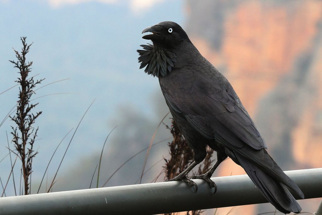 Australian Raven in Blue Mtns by Marj K.
