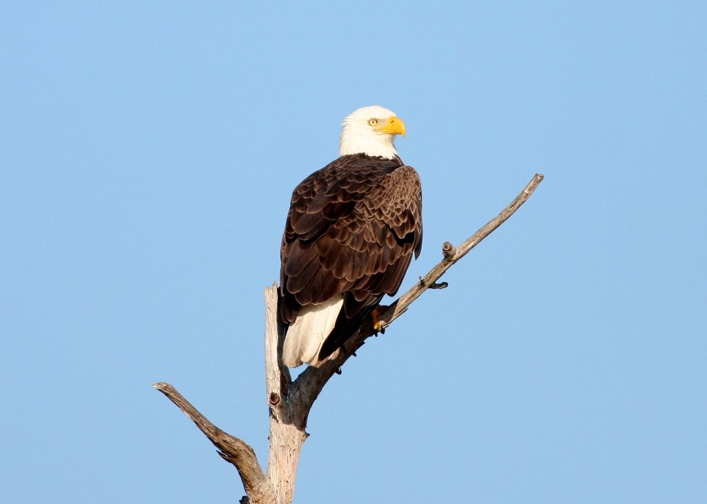 Bald Eagle - Viera Wetlands, Brevard Co, Florida