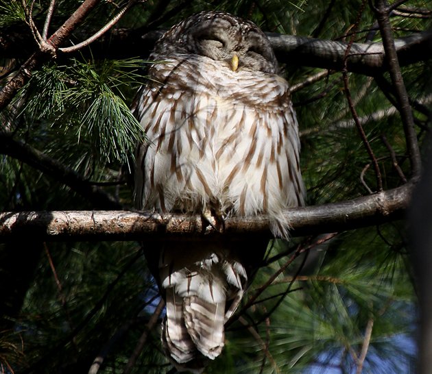 Barred Owl in Pelham Bay Park