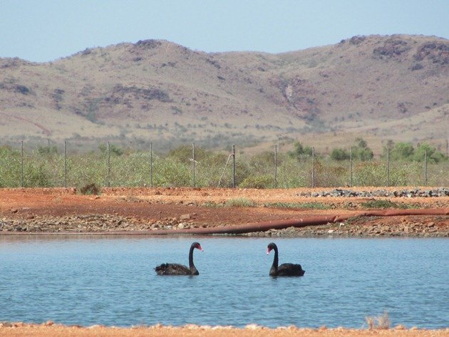 Black Swans-Karratha Poo Ponds