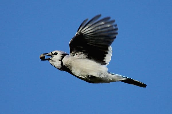 Blue Jay, photo by Corey Finger