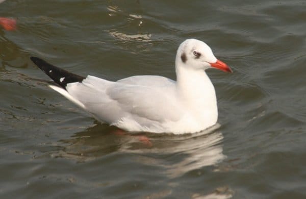 Brown-headed Gull