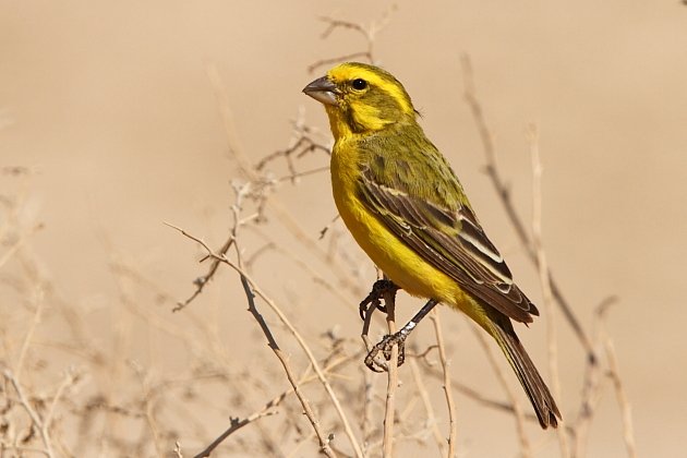 Yellow Canary by Adam Riley