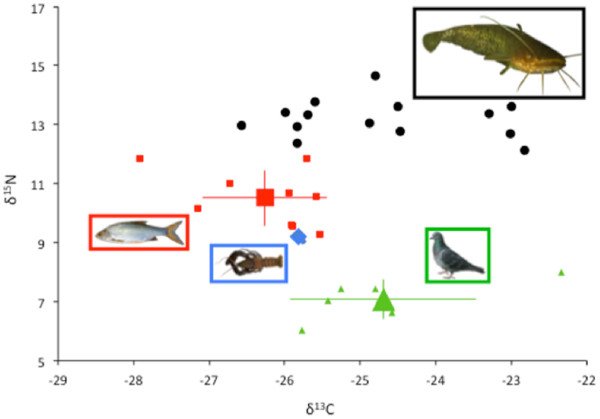 Isotopic analysis of catfish and their prey