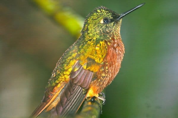 Chestnut-breasted_Coronet