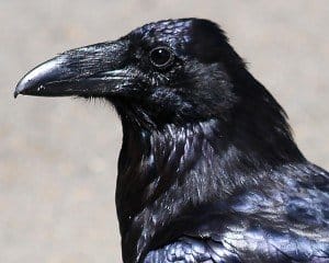 Common Raven by Corey Finger