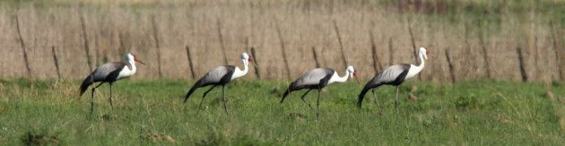 A family of Wattled Crane by Adam Riley