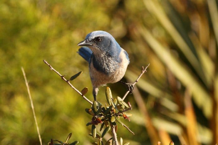 Florida Scrub Jay, photo by Anna Fasoli