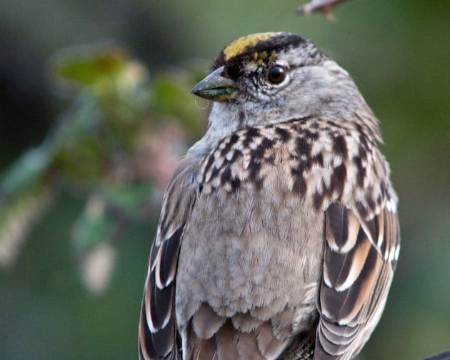 Golden-crowned Sparrow