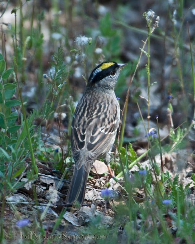 Golden-crowned Sparrow