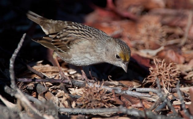 Golden-crowned Sparrow