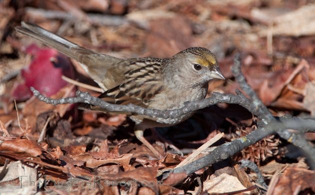 Golden-crowned Sparrow