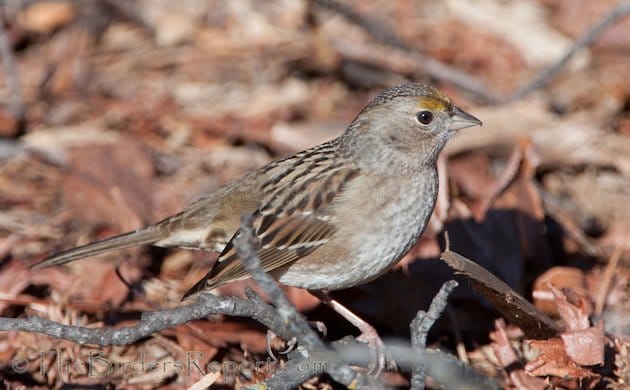 Golden-crowned Sparrow