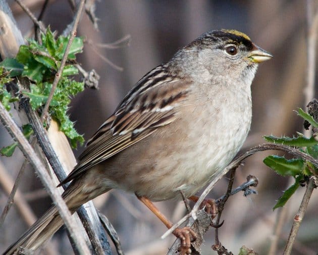 Golden-crowned Sparrow