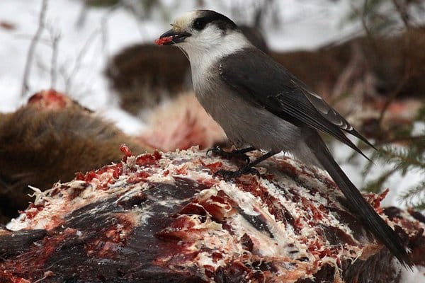 Gray Jay, photo by Corey Finger