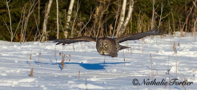 Great Gray Owl in flight (Nathalie Fortier)