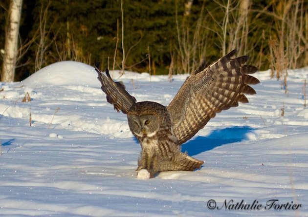 Great Gray Owl with mouse (Nathalie Fortier)