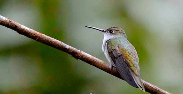 Green_and_white_Hummingbird