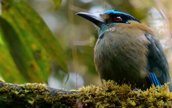 Highland_Motmot1