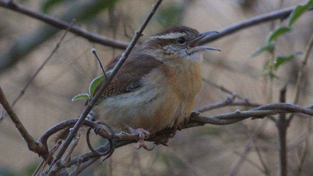 Carolina Wren - Falls Lake Dam, Wake Co, NC