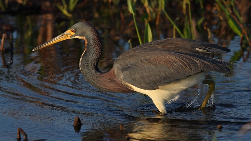 Tricolored Heron - Viera Wetlands, Brevard Co, Fl