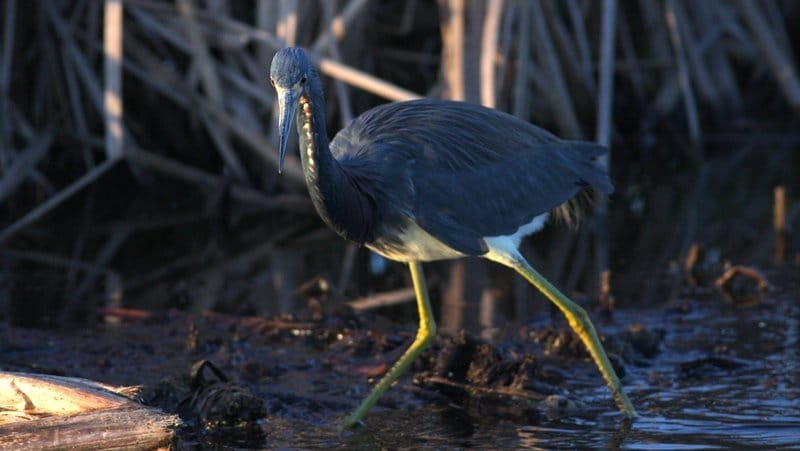 Tricolored Heron - Viera Wetlands, Brevard Co, Fl