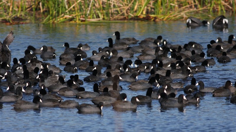 American Coots - Viera Wetlands, Brevard Co, Fl