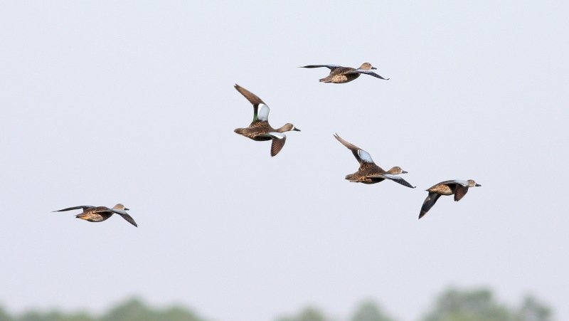 Blue-winged Teal - Viera Wetlands, Brevard Co, Fl