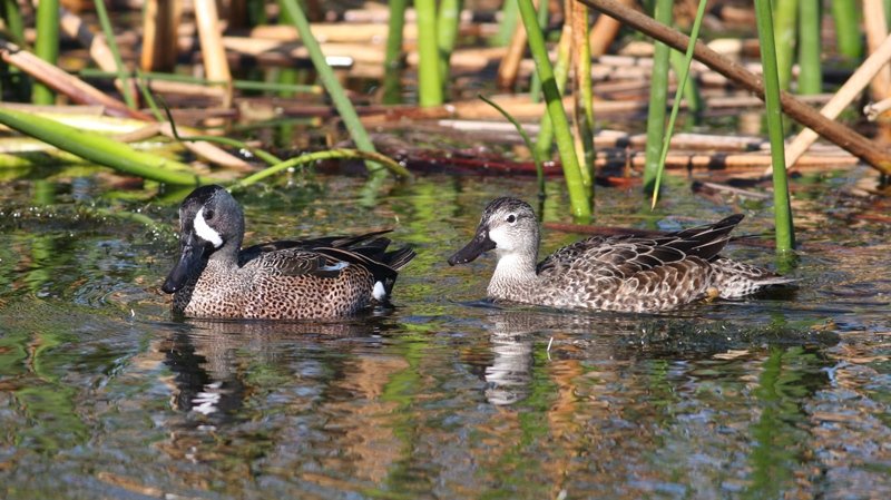 Blue-winged Teal - Viera Wetlands, Brevard Co, Fl