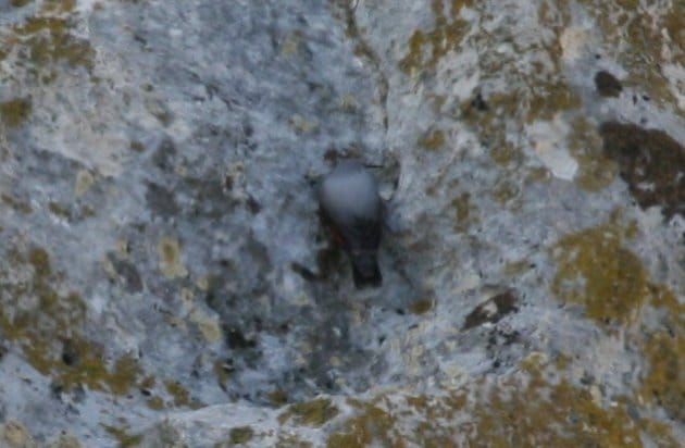 Iwallcreeper2