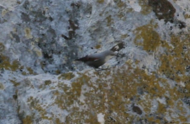 Iwallcreeper3