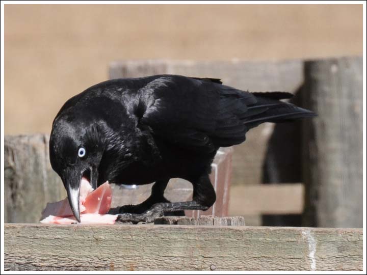 Little Raven with a big lunch by Duncan Fraser