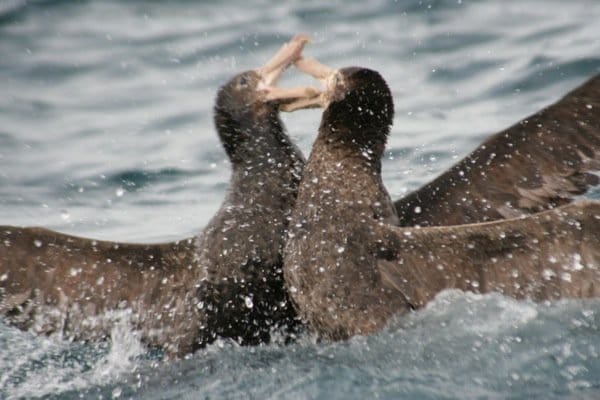 Northern Giant Petrels