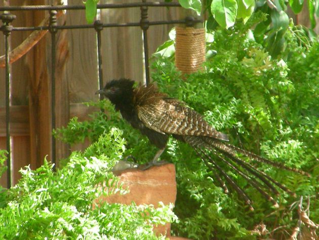 Pheasant Coucal (2)