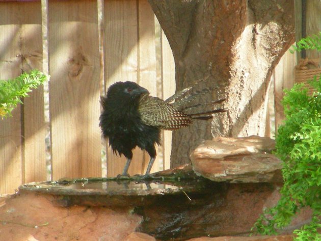 Pheasant Coucal (3)