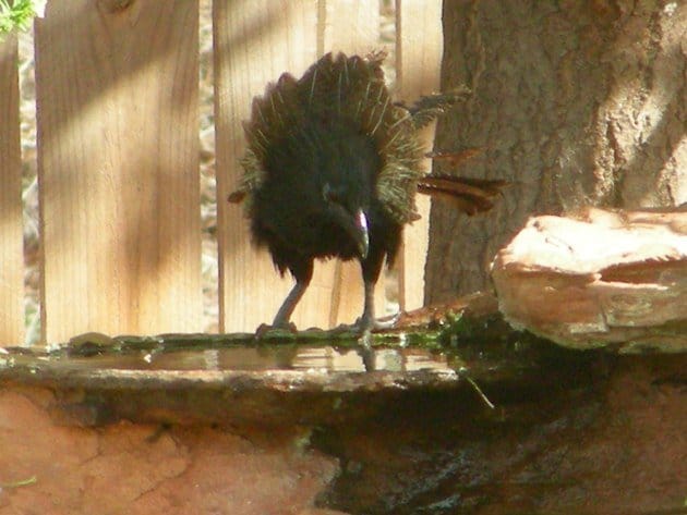 Pheasant Coucal (4)