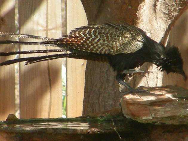 Pheasant Coucal (5)