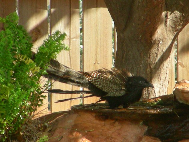 Pheasant Coucal (6)