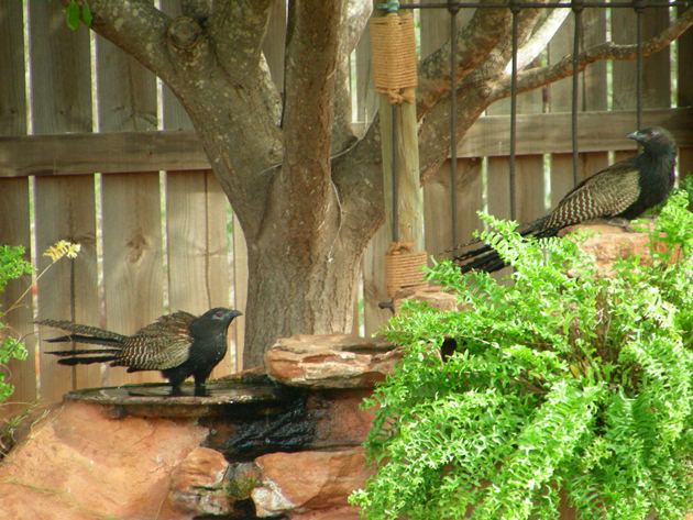 Pheasant Coucal (8)