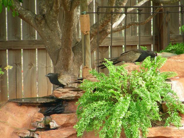 Pheasant Coucal (9)