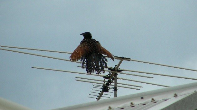 Pheasant Coucal on TV aerial
