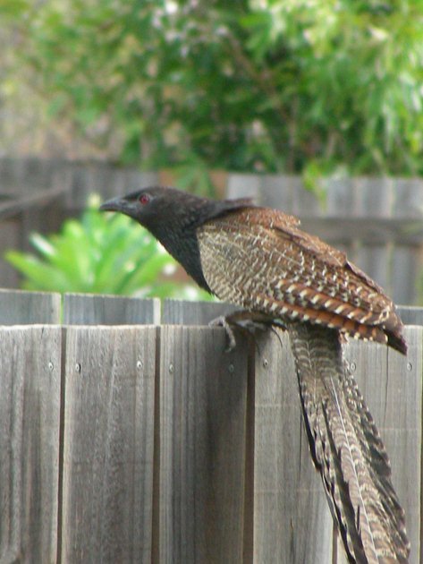 Pheasant Coucal on fence