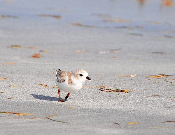 Piping Plover_1Jan2013