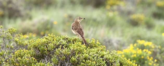 Mountain Pipit, a little known and recently described bird, by Adam Riley
