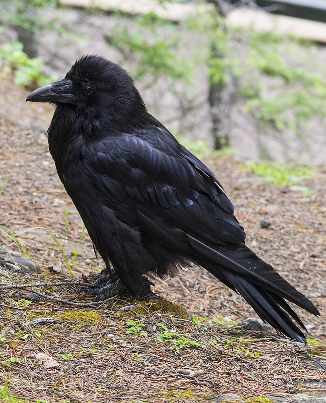 Common Raven in Alberta, Canada by Dan Arndt