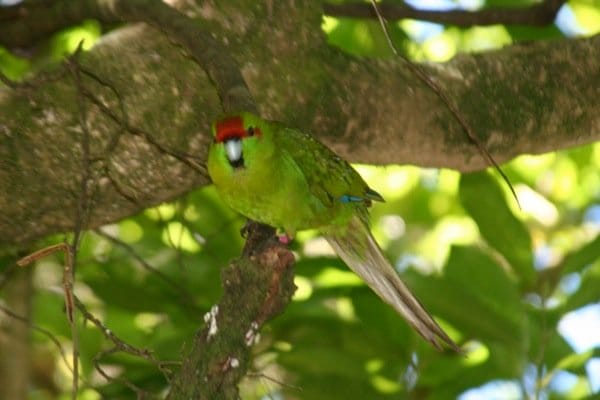 Red Crowned Parakeet