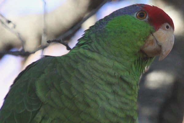 Red-crowned Parrot