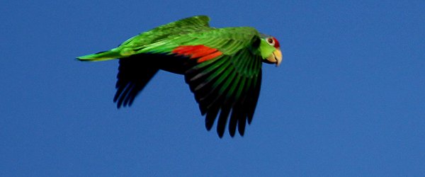 Red-crowned Parrot in flight at Irvine Regional Park