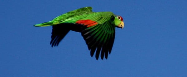 Red-crowned Parrot in flight at Irvine Regional Park