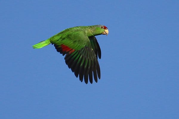 flying Red-crowned Parrot